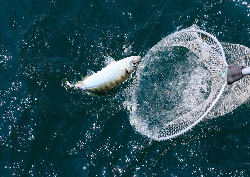 釣り