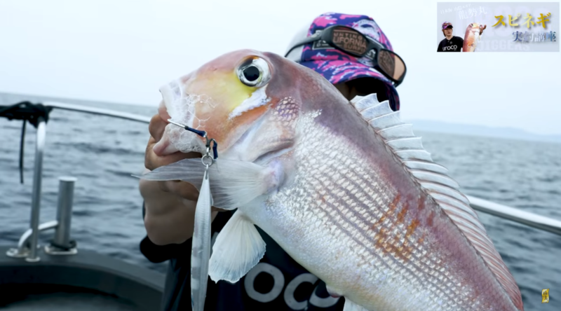 スピニングで根魚を狙う「スピネギ」はご存じでしたか！山陰発祥で既に 
