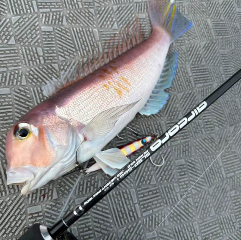 スピニングで根魚を狙う「スピネギ」はご存じでしたか！山陰発祥で既に 