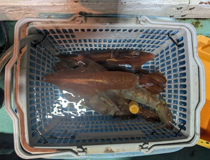 イカ釣果