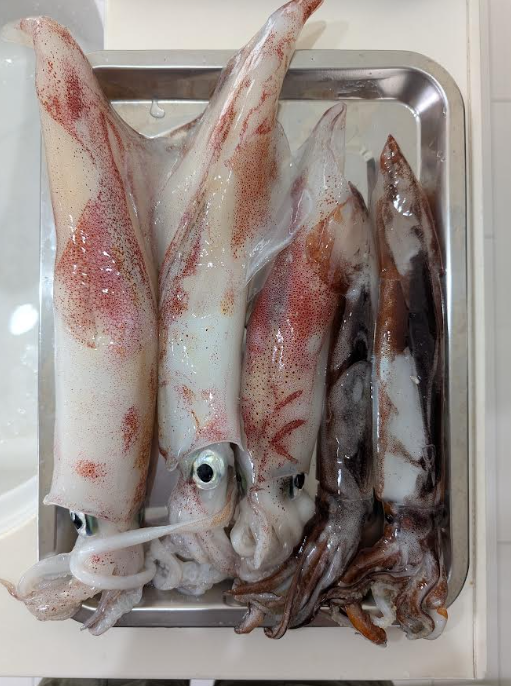 イカ釣果