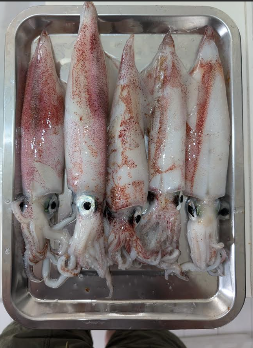 イカ釣果