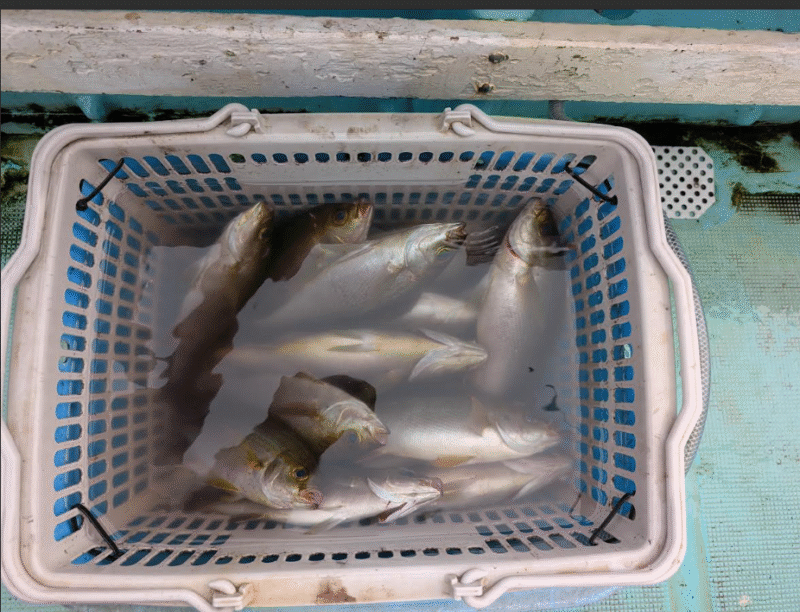 イサキ釣果