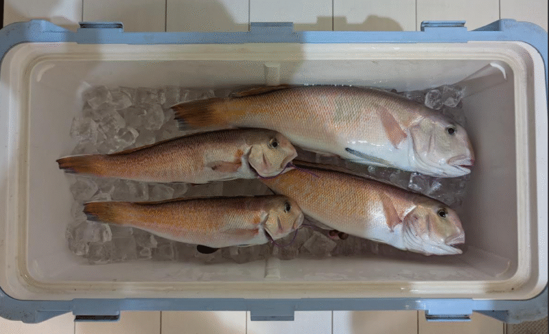 私の釣果