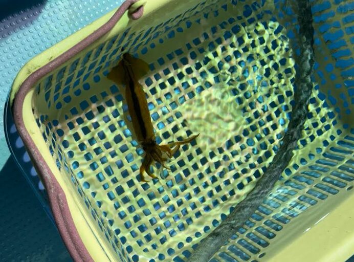 釣果写真