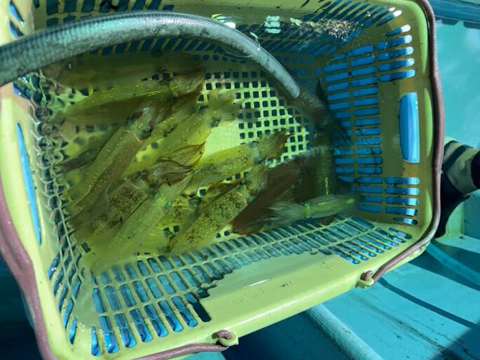 釣果