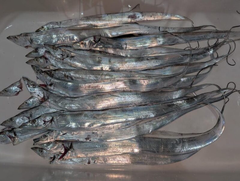 釣果写真