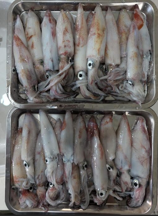 本日の釣果