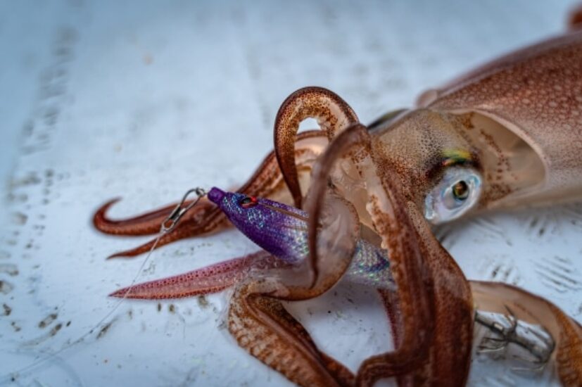 アッパーから新色登場