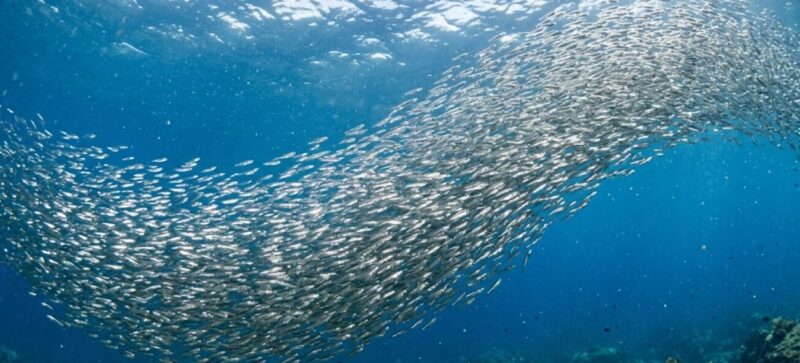 マイクロベイト