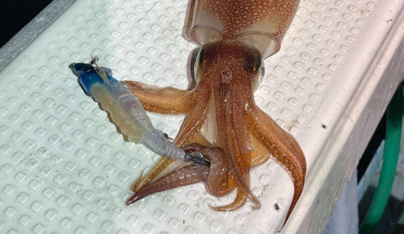 キビ仔 餌巻きブースト