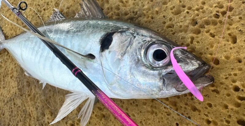 ソルテックス ナイトゲーム