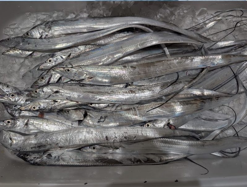 2026タチウオ開幕の釣果